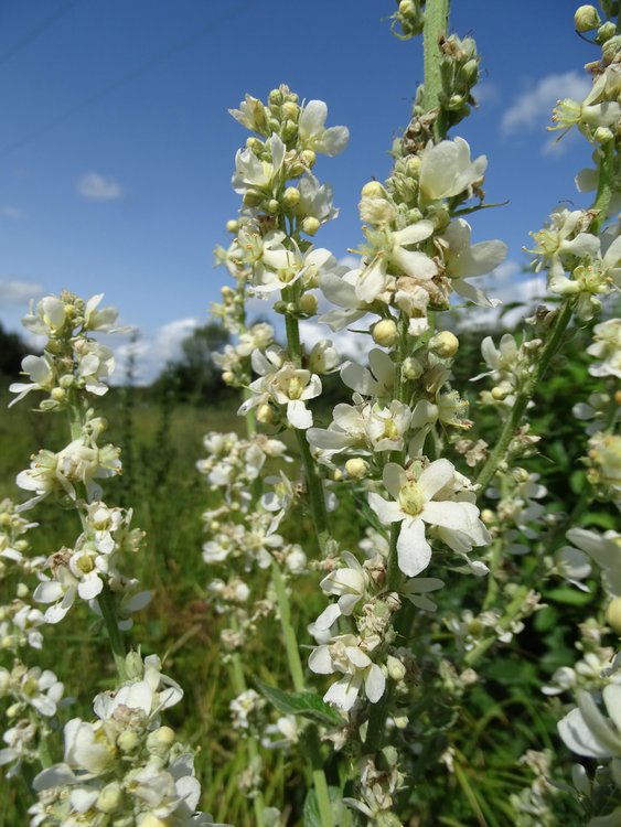 Mehlige Königskerze / Verbascum lychnitis