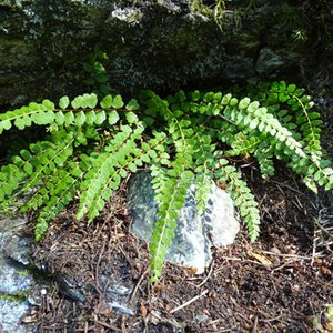 Braungrüner Streifenfarn / Asplenium adulterinum