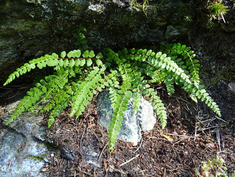 Braungrüner Streifenfarn / Asplenium adulterinum