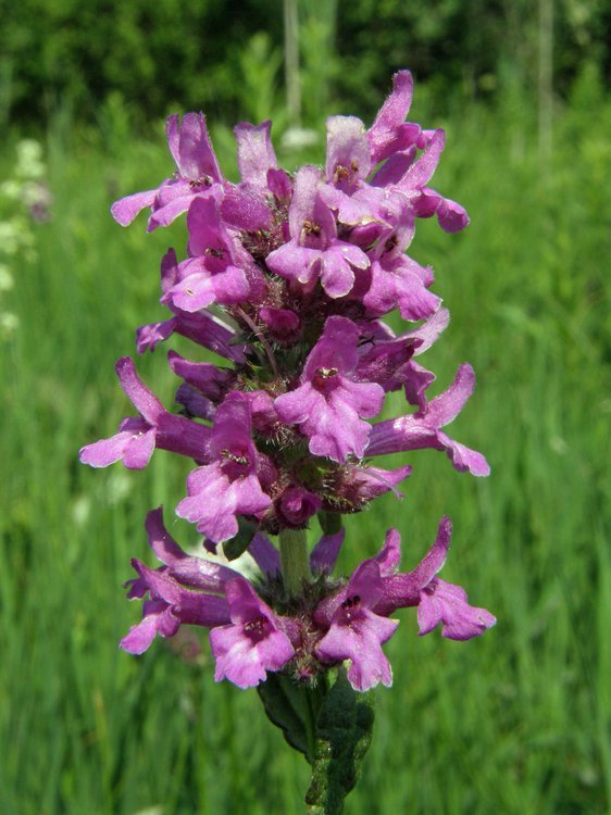 Echter Ziest / Stachys officinalis