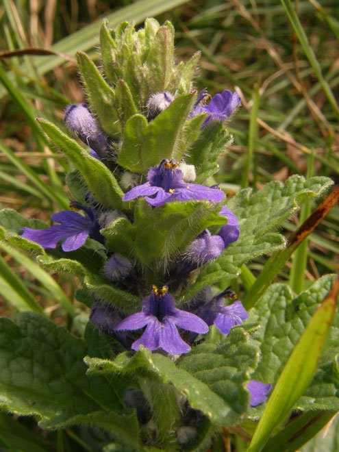 Genfer Günsel / Ajuga genevensis