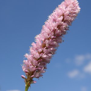 Schlangen-Knöterich / Polygonum bistorta