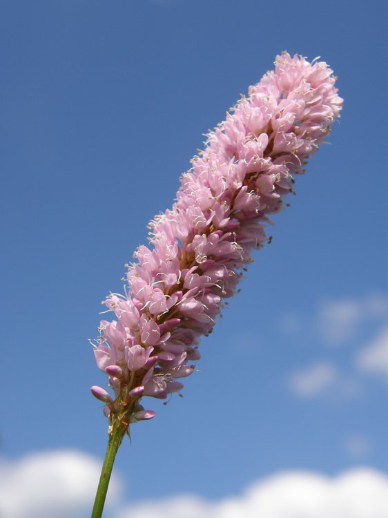 Schlangen-Knöterich / Polygonum bistorta