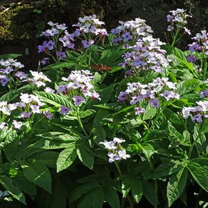 Fieder-Zahnwurz / Cardamine heptaphylla