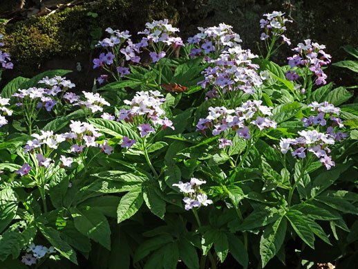 Fieder-Zahnwurz / Cardamine heptaphylla