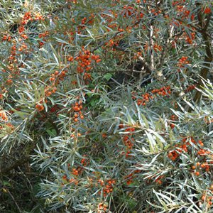 Sanddorn / Hippophae rhamnoides