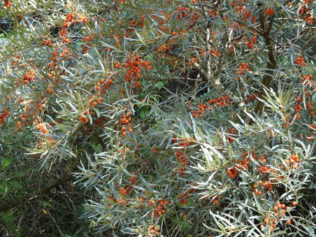 Sanddorn / Hippophae rhamnoides