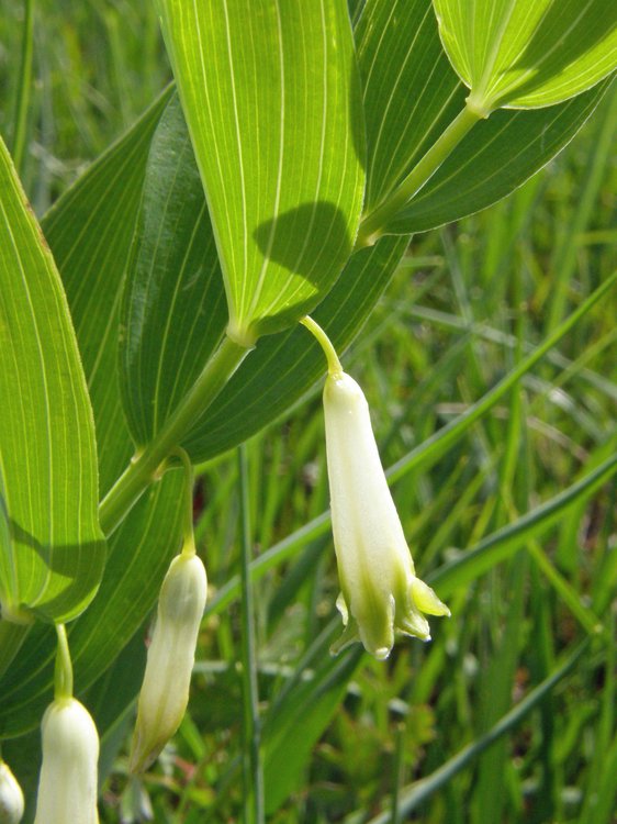Wohlriechender Salomonsiegel / Polygonatum odoratum