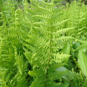 Sumpffarn / Thelypteris palustris