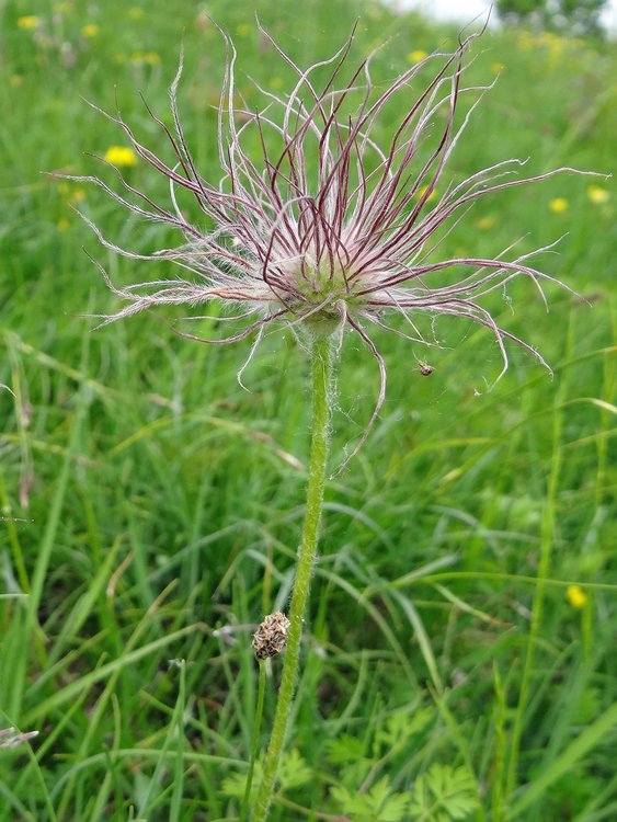 Gemeine Küchenschelle / Pulsatilla vulgaris