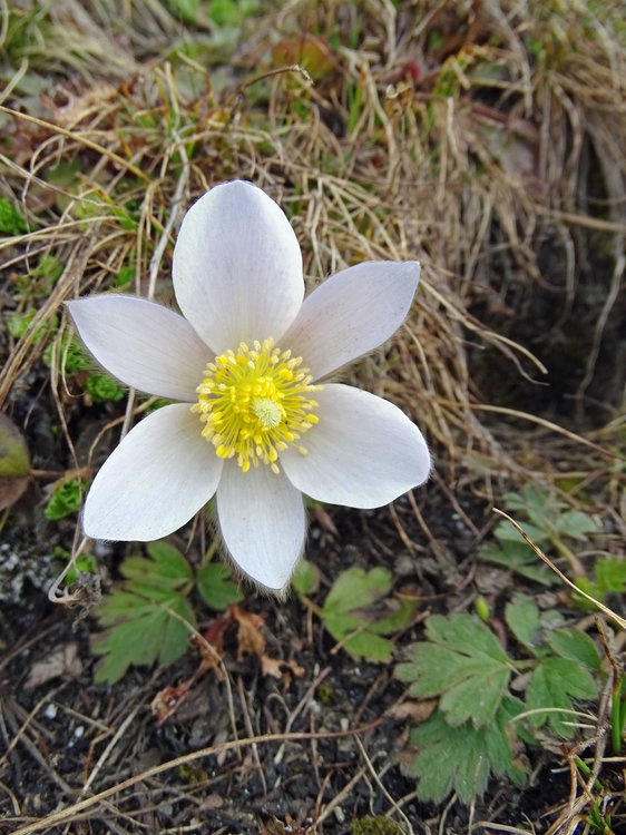 Frühlings-Küchenschelle / Pulsatilla vernalis