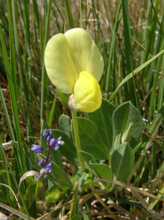 Gelbe Spargelbohne / Tetragonolobus maritimus