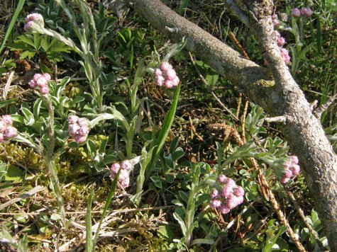 Gewöhnliches Katzenpfötchen / Antennaria dioica