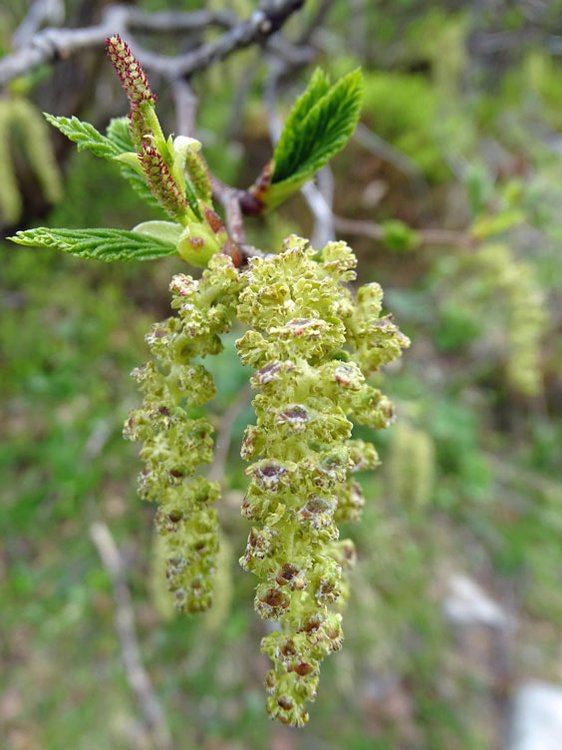 Grün-Erle / Alnus viridis