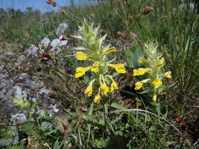 Großer Klappertopf / Rhinanthus serotinus