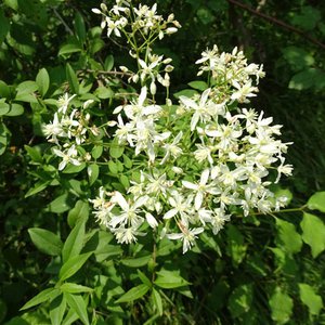 Aufrechte Waldrebe / Clematis recta