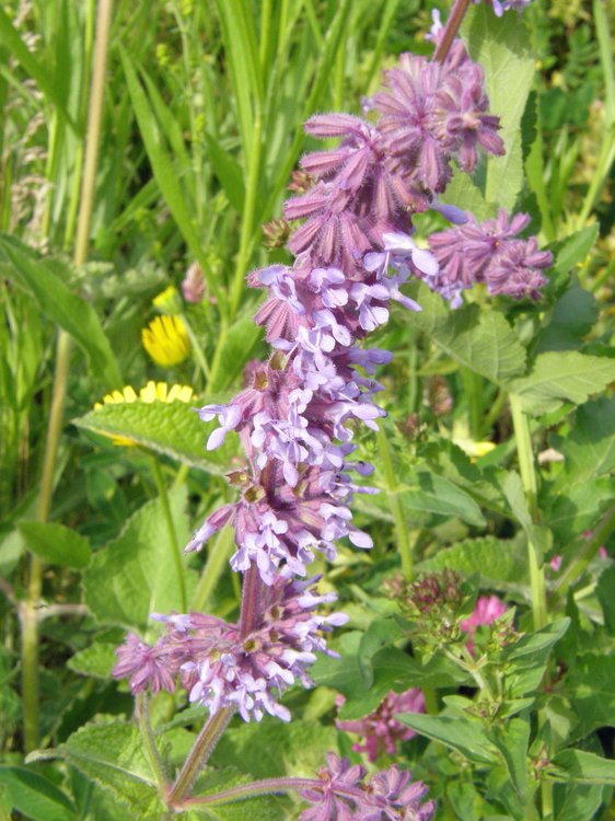 Quirlblättriger Salbei / Salvia verticillata