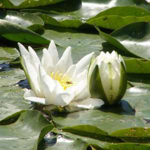 Weiße Seerose / Nymphaea alba