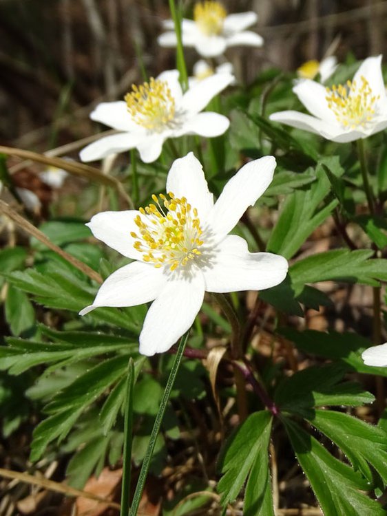 Busch-Windröschen / Anemone nemorosa