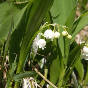 Maiglöckchen / Convallaria majalis