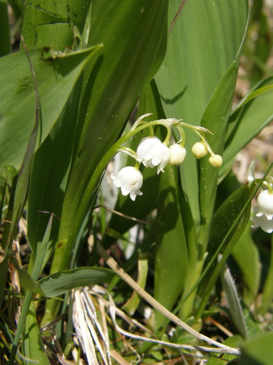 Maiglöckchen / Convallaria majalis