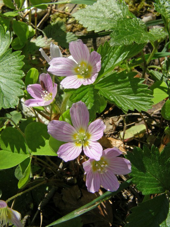Wald-Sauerklee / Oxalis acetosella