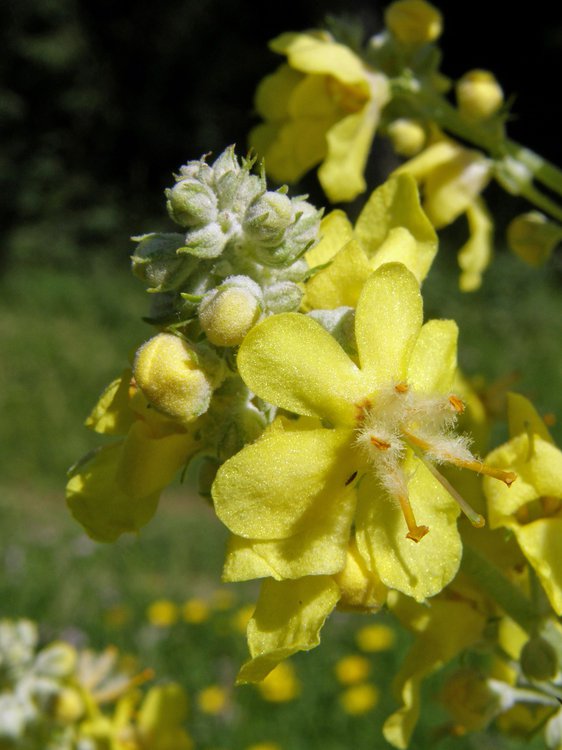 Mehlige Königskerze / Verbascum lychnitis
