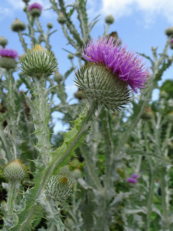Eselsdistel / Onopordum acanthium