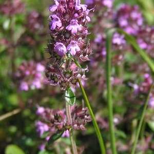 Feld-Thymian / Thymus pulegioides