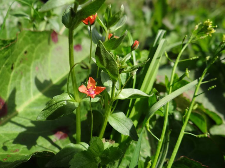 Acker-Gauchheil / Lysimachia arvensis