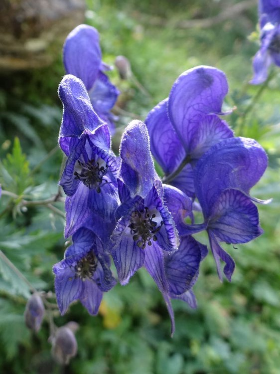 Bunter Eisenhut / Aconitum variegatum