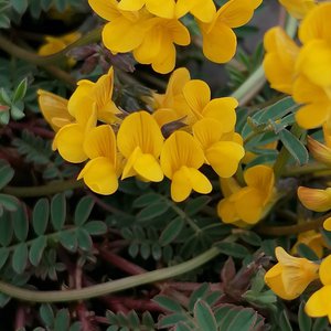 Schopf-Hufeisenklee / Hippocrepis comosa