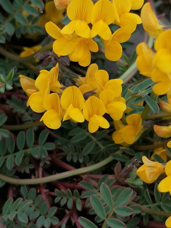 Schopf-Hufeisenklee / Hippocrepis comosa