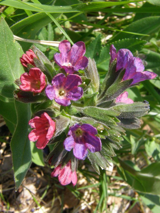 Weichblättriges Lungenkraut / Pulmonaria mollis