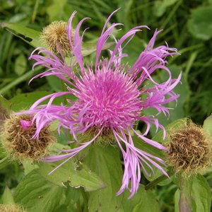 Perücken-Flockenblume / Centaurea pseudophrygia