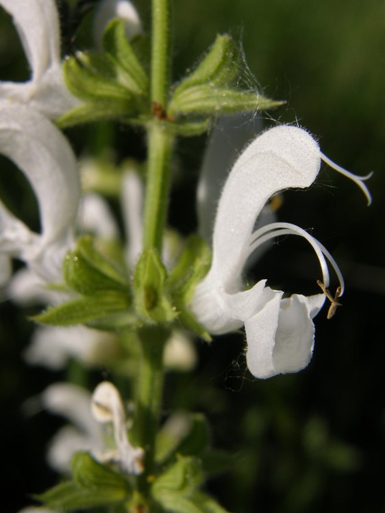 Wiesen-Salbei / Salvia pratensis