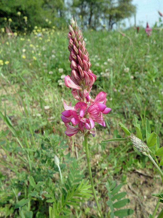 Futter-Esparsette / Onobrychis viciifolia