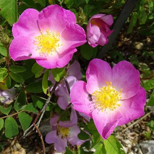 Essig-Rose / Rosa gallica