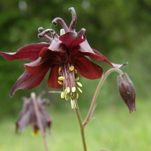 Schwarze Akelei / Aquilegia atrata