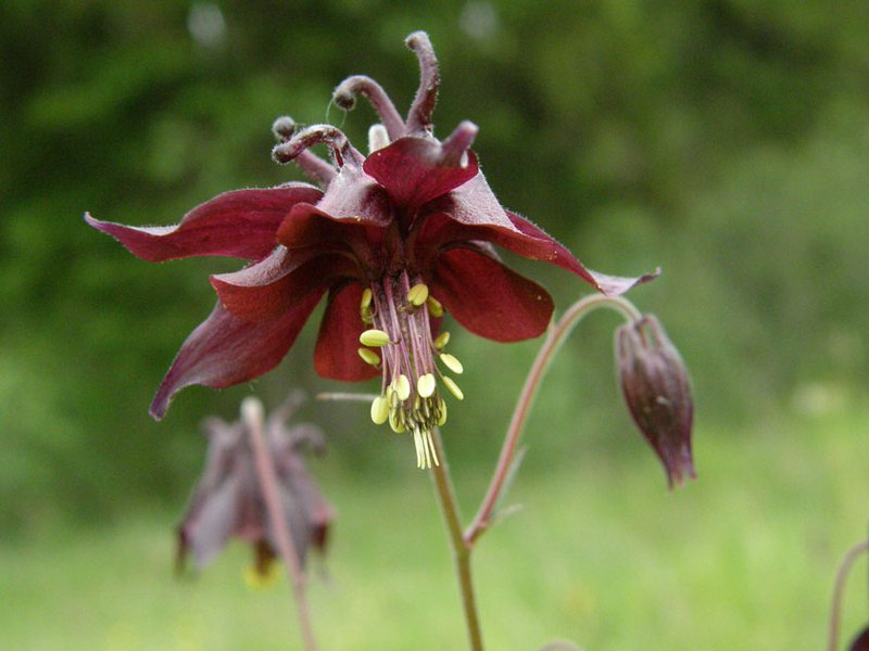 Schwarze Akelei / Aquilegia atrata