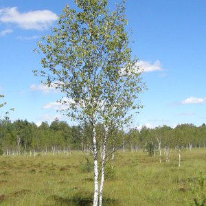 Moor-Birke / Betula pubescens