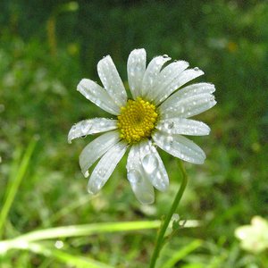 Wiesen-Margerite / Leucanthemum vulgare