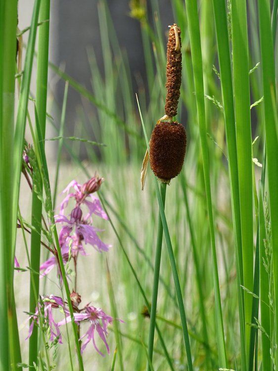 Zwerg-Rohrkolben / Typha minima