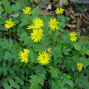 Stinksalat / Aposeris foetida