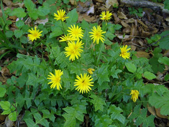 Stinksalat / Aposeris foetida