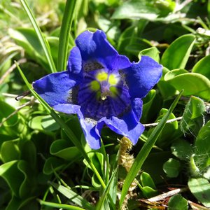 Stängelloser Enzian / Gentiana acaulis