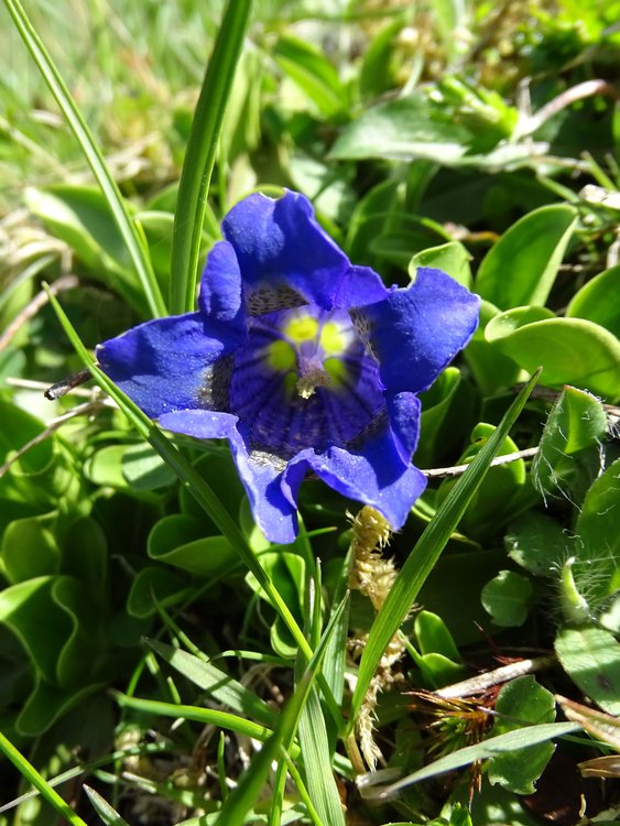 Stängelloser Enzian / Gentiana acaulis