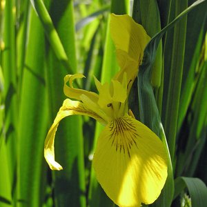 Sumpf-Schwertlilie / Iris pseudacorus
