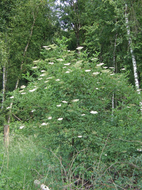 Schwarzer Holunder / Sambucus nigra