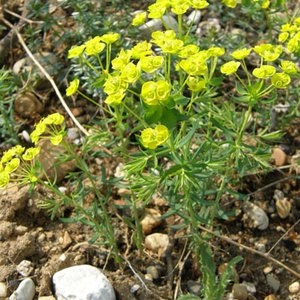 Zypressen-Wolfsmilch / Euphorbia cyparissias